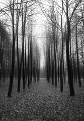 Vertical black and white trees with dramatic light landscape background
