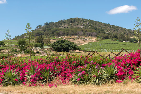 Paarl, Western Cape, South Africa,Vines and Paarl Mountain with Flowers lining the roadside at Windmeul, northern Paarl, Western Cape.