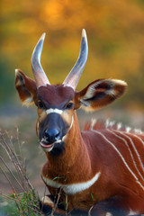 The eastern or mountain bongo (Tragelaphus eurycerus isaac) portait of the forest antelope.