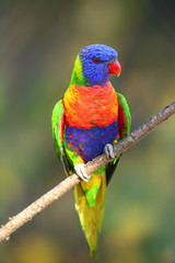 Der Regenbogenlorikeet (Trichoglossus moluccanus) sitzt auf dem Ast. Extrem farbiger Papagei auf einem Zweig mit buntem Hintergrund.