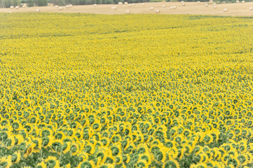 Sonnenblumenfeld, Sonnenblumen (Helianthus annuus), Landschaft südlich von Montepulciano, Toskana, Italien, Europa