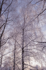 birch in winter with snow