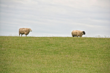 Schafe stehen auf dem Kamm einer erhöhten Wiese dahinter nur Himmel