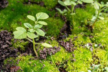 Sapling on the mos. Blurred Blackground.