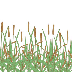 Cattail, bulrush. Texture, background, wallpaper, seamless. Template. Color.