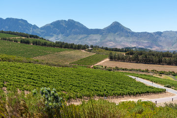 The Waterkloof Wine Estate in Somerset West, Western Cape, South Africa. A view of the Hottenttot...