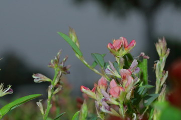 wild flower in Vietnam
