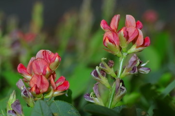 wild flower in Vietnam