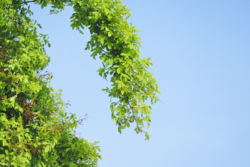 Fototapeta premium 葉 空 素材
