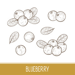 Blueberry. Berries, leaves. Set. Sketch. On a white background.