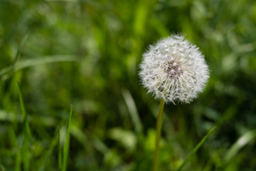 Dandelion ready to fly