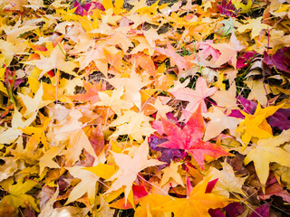 autumn leaves background