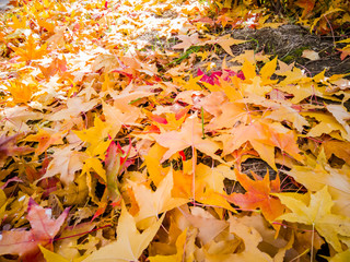 colorful autumn leaves