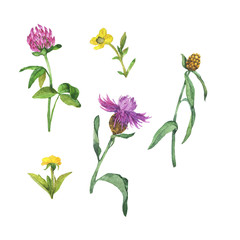 Set of summer wild flowers isolated on white background. Hand drawn watercolor illustration.