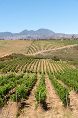 Fototapeta na wymiar The Waterkloof Wine Estate in Somerset West, Western Cape, South Africa. A view of the Hottenttot Mountains.