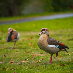 Nilgans Gans voge