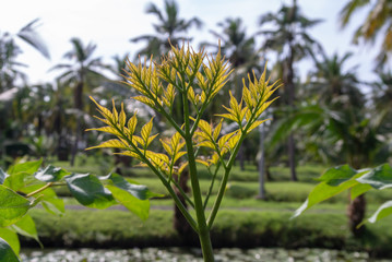 palm tree in the garden. Blurred Background.