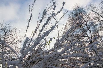 snow-covered branches and trees in the city park