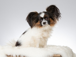 Papillon dog portrait. Image taken in a studio.
