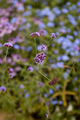 Purple Flowers in Garden