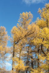 yellow larches in the fall