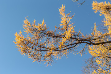 Fototapeta na wymiar yellow branches of autumn larch