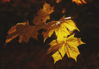 Maple leaves yellow at light on dark background  in October