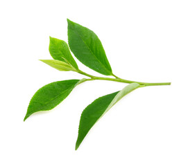 Green tea leaf with drops of water on white background