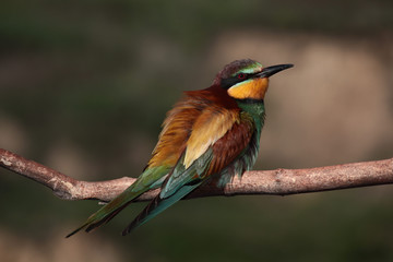 European bee-eater
