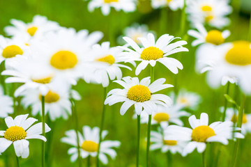 Beautiful blooming marguerite on a green meadow at sunrise. Daisies in green grass in the park. Colorful spring meadow flowers lit by the sun.