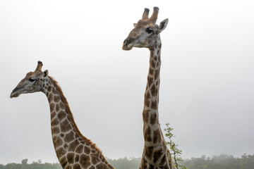 Girafes