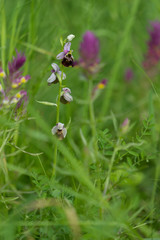 Abend über dem Naturschutzgebiet Grainberg-Kalbenstein bei Karlstadt, Landkreis Main-Spessart, Unterfranken, Bayern, Deutschland