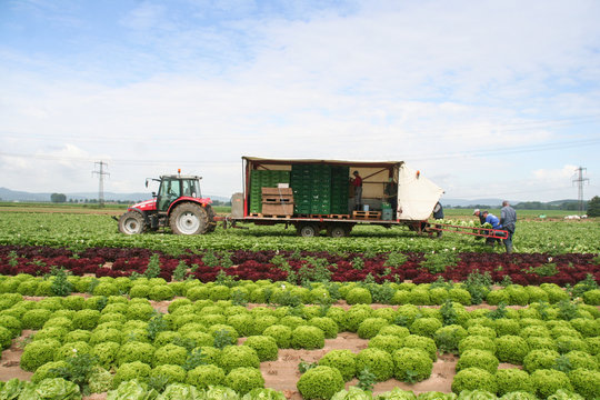Roter Traktor mit Anh&auml;nger und dahinter ein Laufband auf das Erntehelfer gepfl&uuml;cketen Salat drauflegen