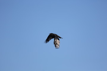 fotos de aves varias cisnes patos 