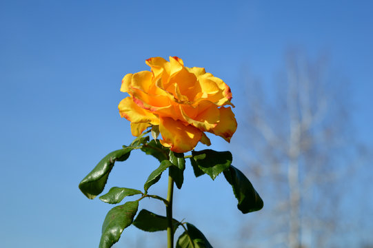 Fototapeta Yellow big roses blooming in autumn.