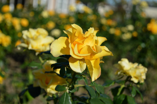 Fototapeta Yellow big roses blooming in autumn.