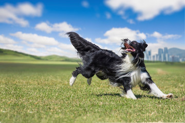 On the green grass, Border Collie is enjoying the play to bite the disc.