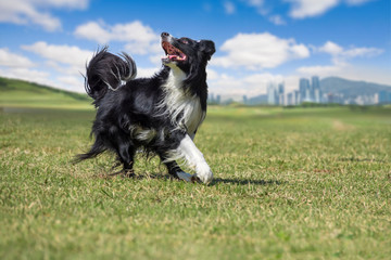 On the green grass, Border Collie is enjoying the play to bite the disc.