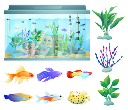 Aquarium in Glass Container Vector Illustration