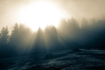 Obraz premium morning in autumn with fog in the forest