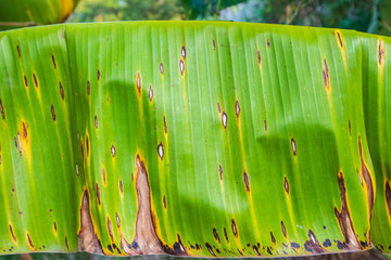 plant disease on a banana leaf