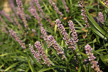 fiori piccoli nel giardino 