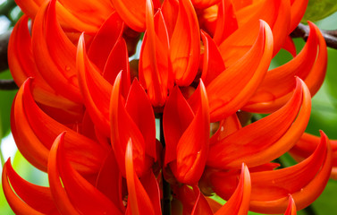 Tropical red flower