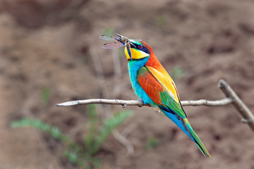 bee-eater bird with colorful feathers sitting on a branch in its beak holds a caught insect