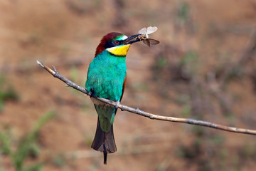 bee-eater bird with colorful feathers sitting on a branch in its beak holds a caught insect