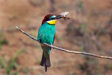 Fototapeta premium bee-eater bird with colorful feathers sitting on a branch in its beak holds a caught insect