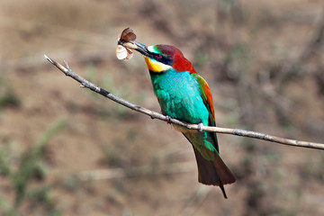 bee-eater bird with colorful feathers sitting on a branch in its beak holds a caught insect