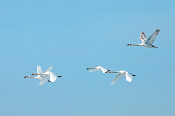 een zwerm witte zwanen die op de achtergrond blauwe lucht vliegen