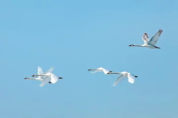 Foto op Plexiglas Zwaan een zwerm witte zwanen die op de achtergrond blauwe lucht vliegen