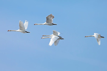 a flock of white swans flying  on the background blue sky
